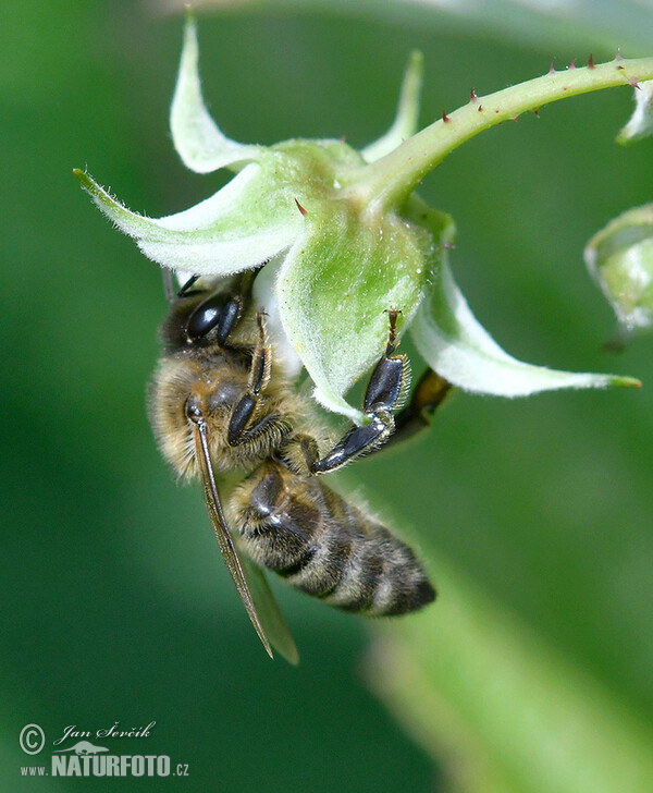 Western Honey Bee (Apis mellifera)