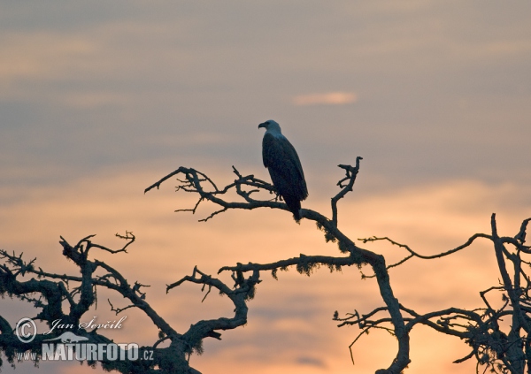 White bellied Sea Eagle (Haliaeetus leucogaster)