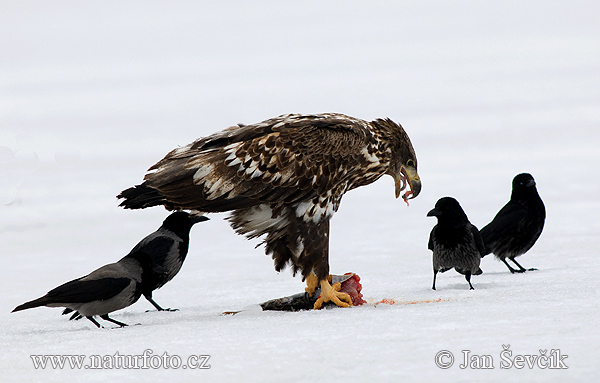 white-tailed-eagle--eagle-2-08.jpg