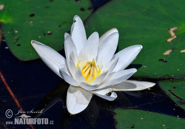 White Water-Lili (Nymphaea candida)