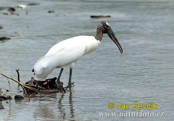 Pictures Of Wood Stork - Free Wood Stork pictures 
