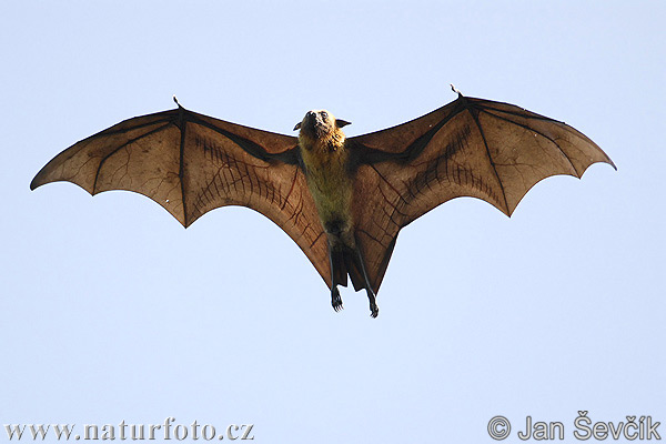 Zorro volador de la India