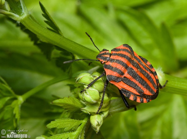 Striped bug (Graphosoma lineatum)