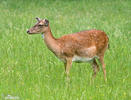 Fallow deer