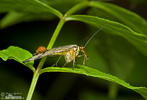 Panorpe ou Mouche scorpion