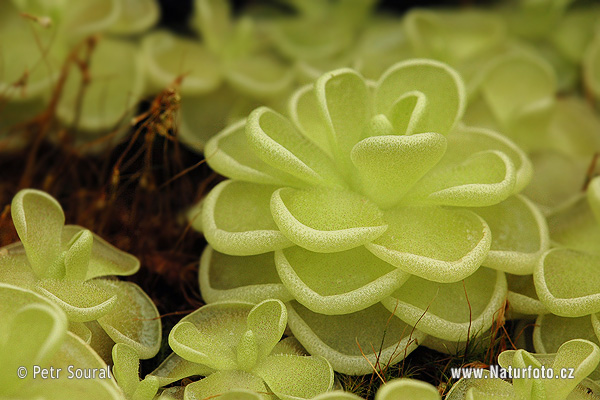 Danh sách các loài Pinguicula