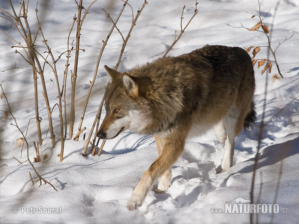 Loup