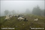 Beskids