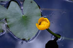 Nuphar x spenneriana