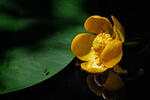 Nuphar x spenneriana