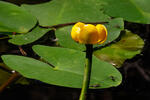Nuphar x spenneriana
