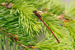 Pyrrhosoma nymphula