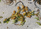 Algae