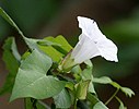 Flowering plants