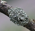 Lichen