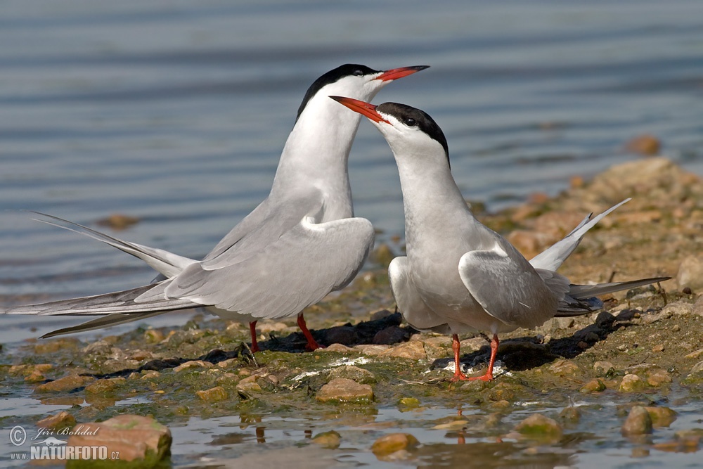 Common Tern Photos, Common Tern Images, Nature Wildlife Pictures