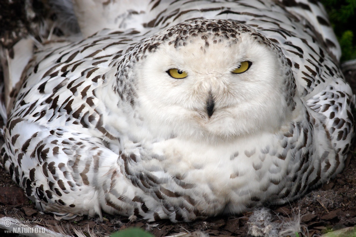 Young Snowy Owl Photos, Young Snowy Owl Images, Nature Wildlife