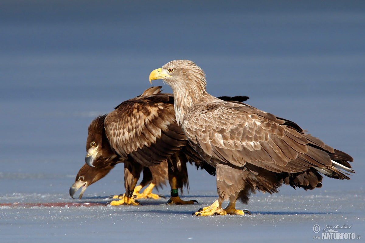 Most Handsome Eagles in the World