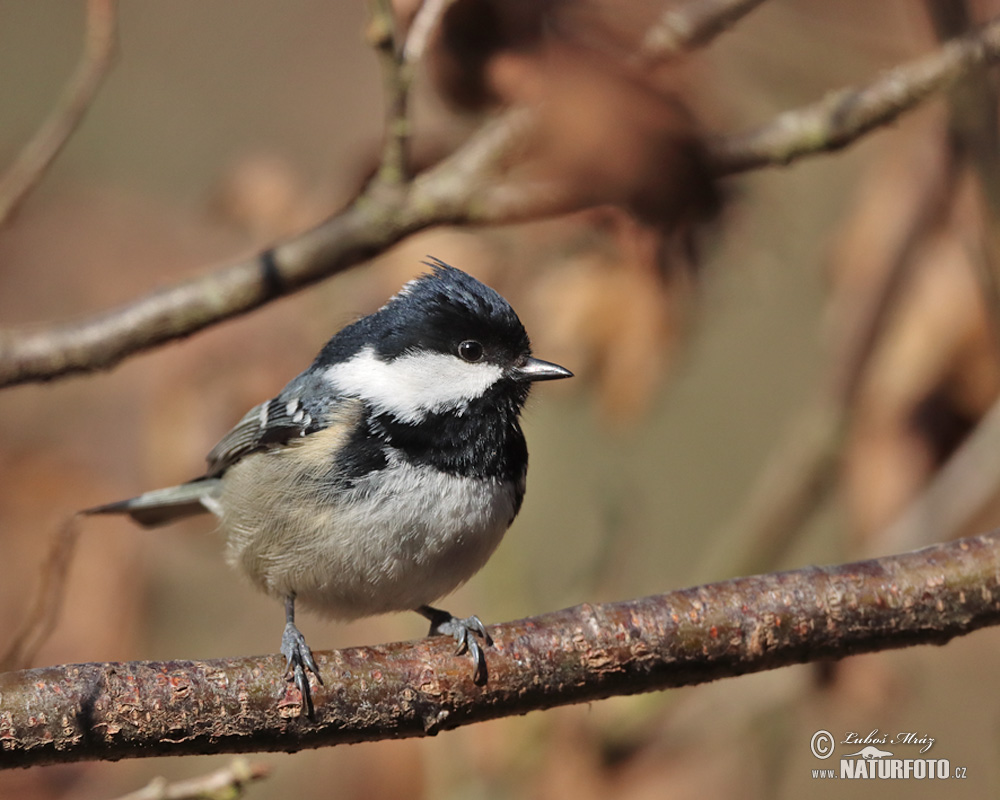 Coal Tit Photos, Coal Tit Images, Nature Wildlife Pictures NaturePhoto