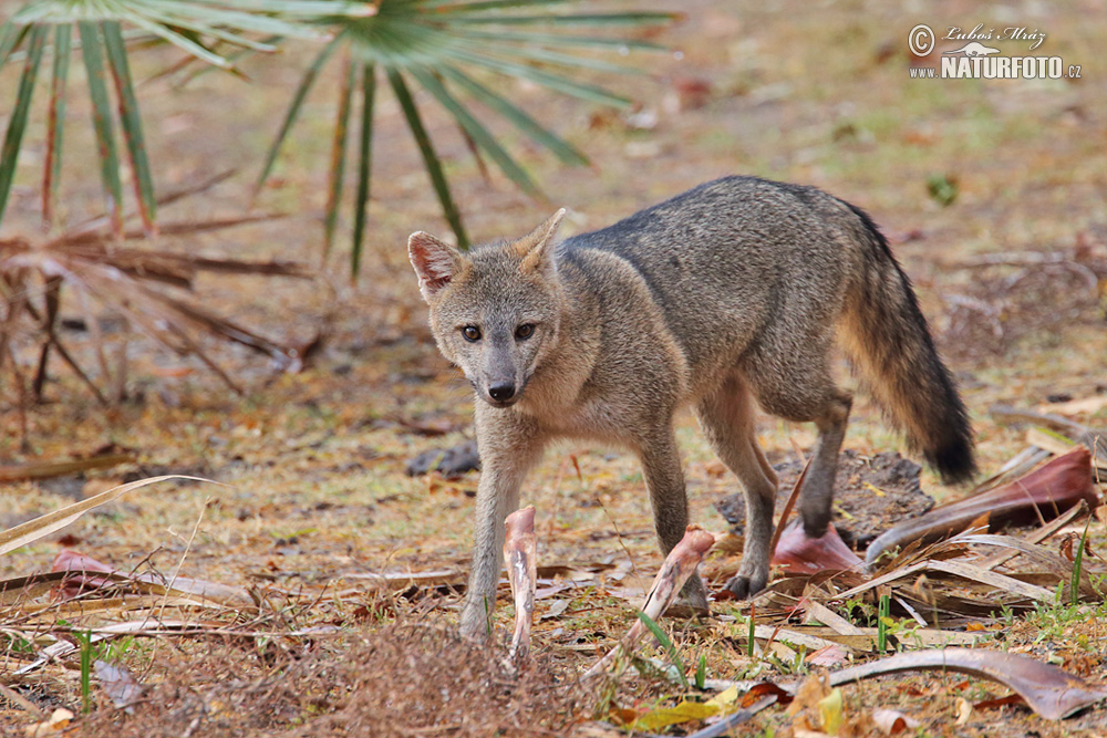 Crab-eating Fox Photos, Crab-eating Fox Images, Nature Wildlife