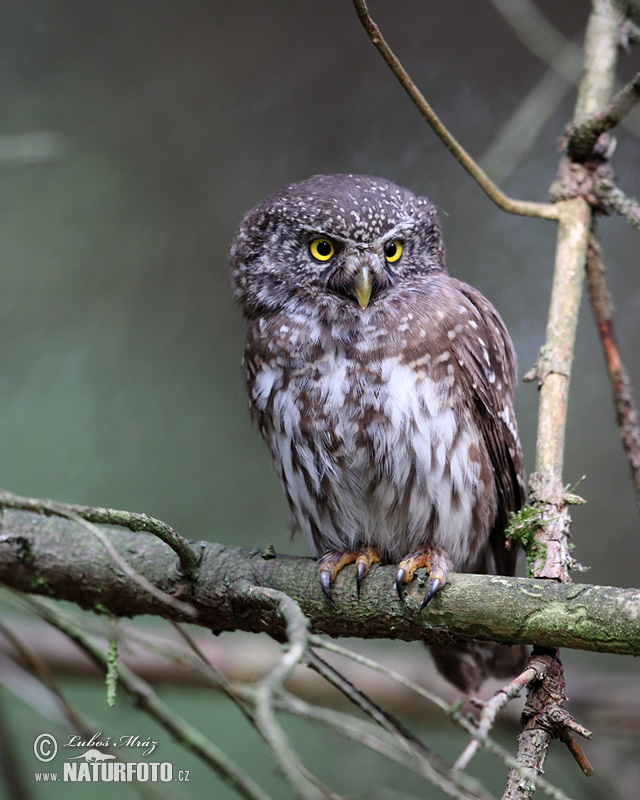 pygmy owl