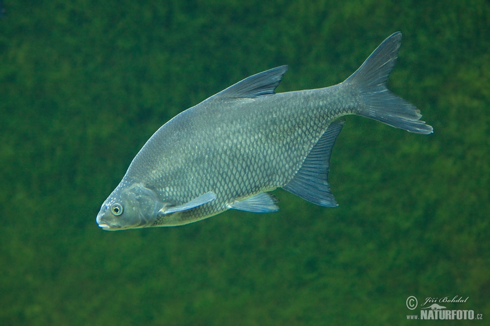 Bream Photos Bream Images Nature Wildlife Pictures Naturephoto