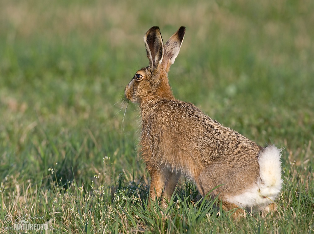 Ирландский заяц. Фото заяц с овощами. Тело зайца русака
