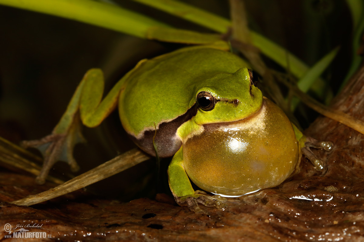 Tree Frog Photos Tree Frog Images Nature Wildlife Pictures Naturephoto