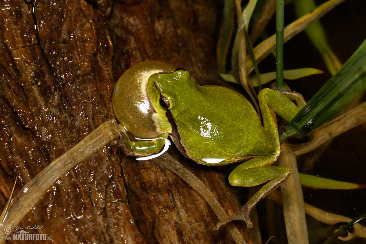 Tree Frog Photos Tree Frog Images Nature Wildlife Pictures Naturephoto