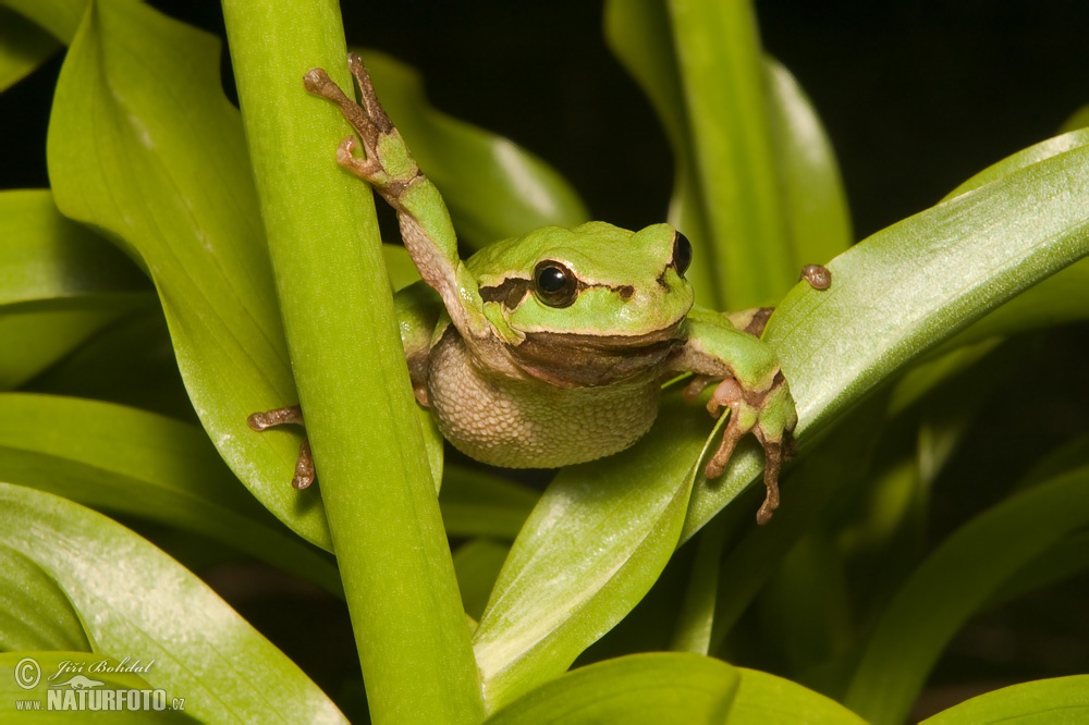 Tree Frog Photos Tree Frog Images Nature Wildlife Pictures Naturephoto