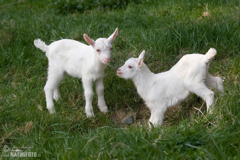 Коза 3 года. Домашняя коза (Capra hircus). Две одинаковые козы. Трехнедельных козлик. Беспородные козлята 3 месяца.