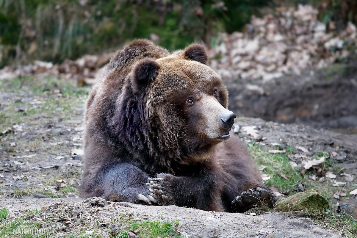 Grizzly Bear Photos, Grizzly Bear Images, Nature Wildlife Pictures ...