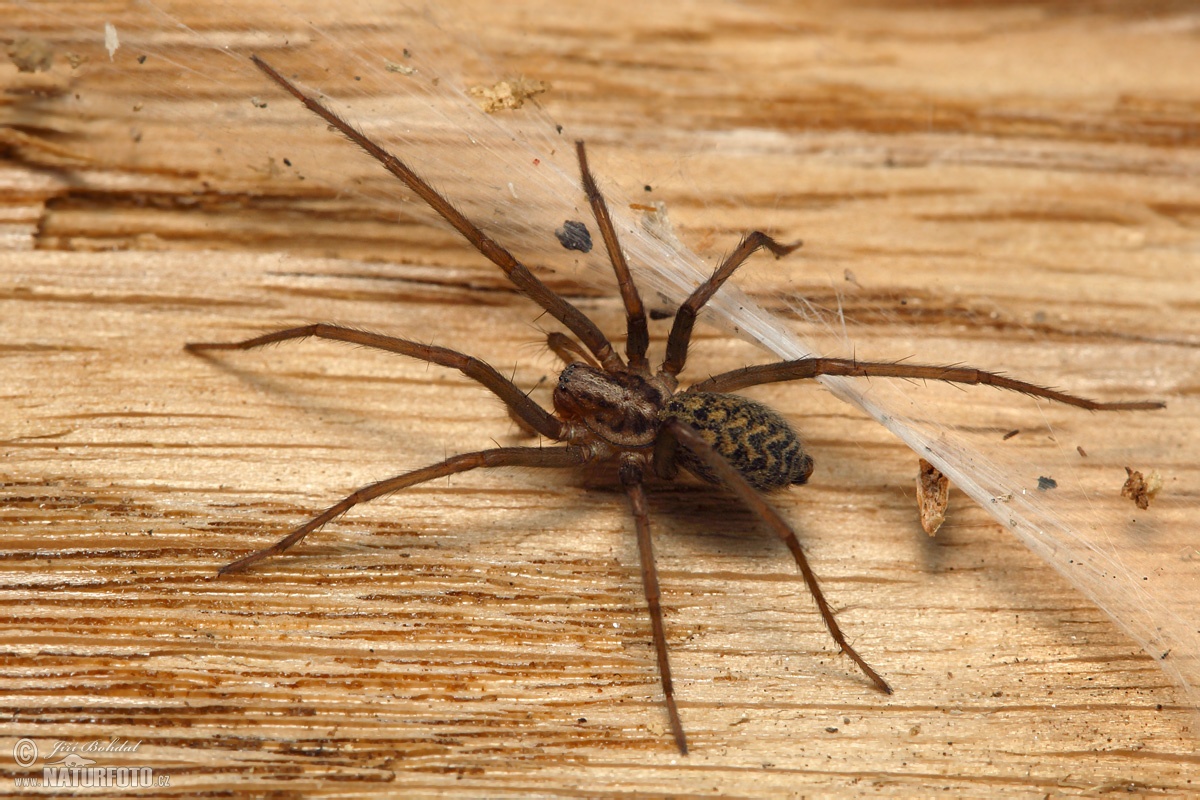Large House Spider Photos, Large House Spider Images, Nature Wildlife