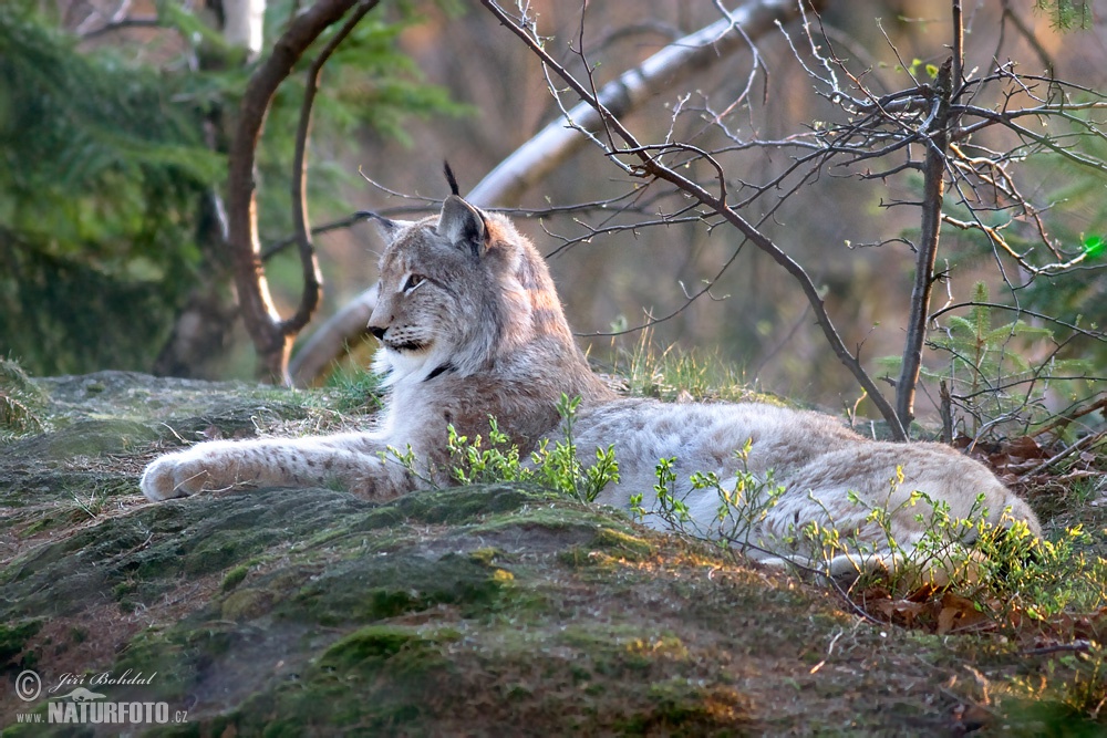 Цепь грм lynx