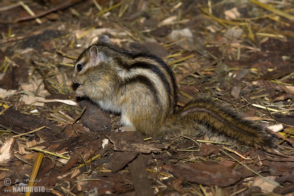 Siberian Chipmunk Photos Siberian Chipmunk Images Nature Wildlife Pictures Naturephoto