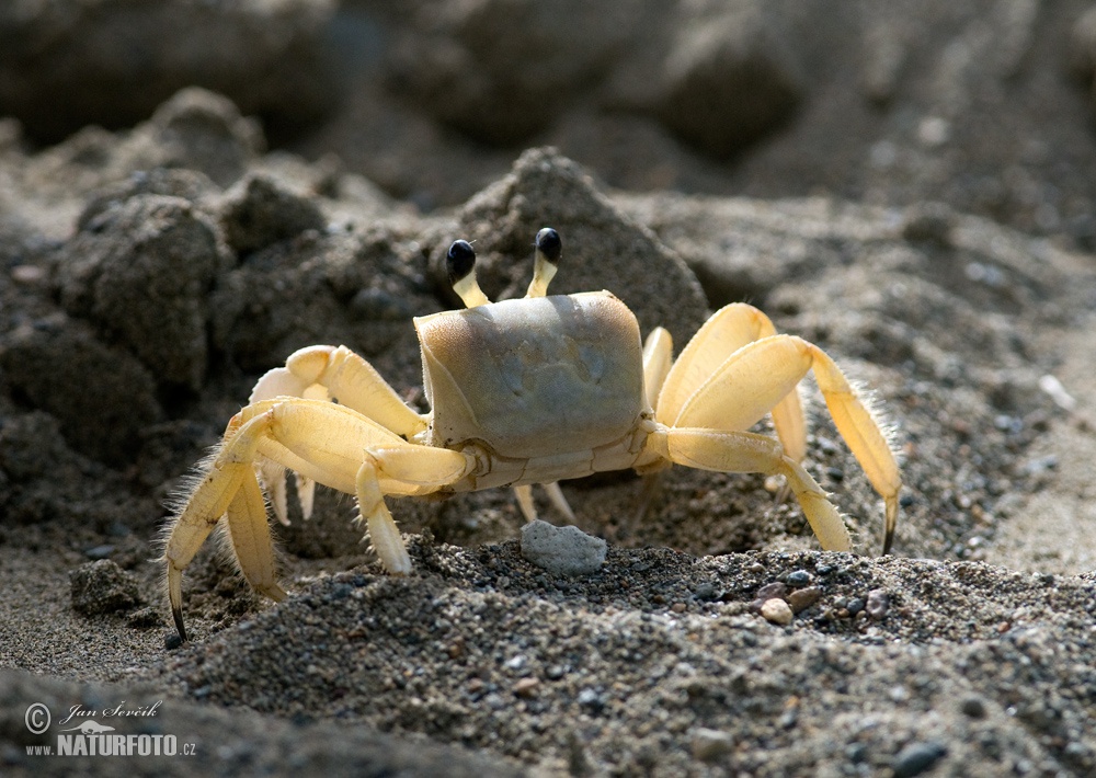 Crab Photos, Crab Images, Nature Wildlife Pictures | NaturePhoto