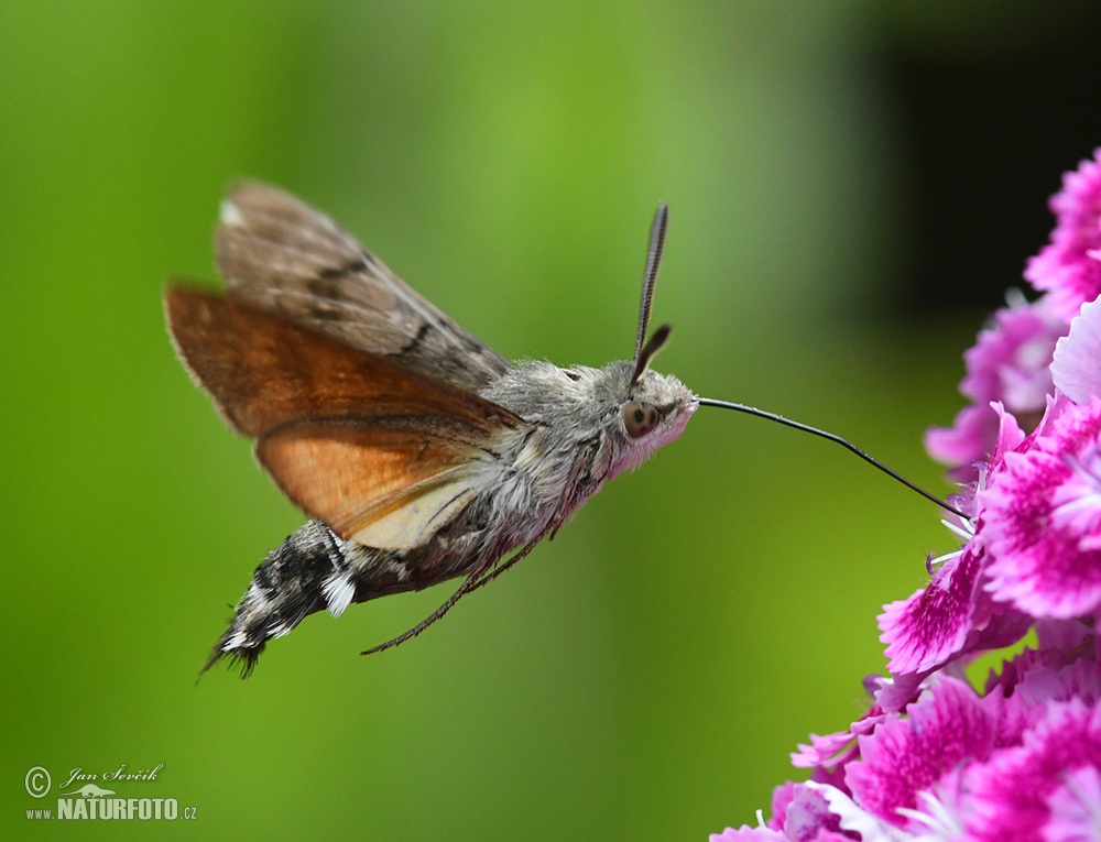 Hummingbird Hawk-moth Photos, Hummingbird Hawk-moth Images, Nature ...