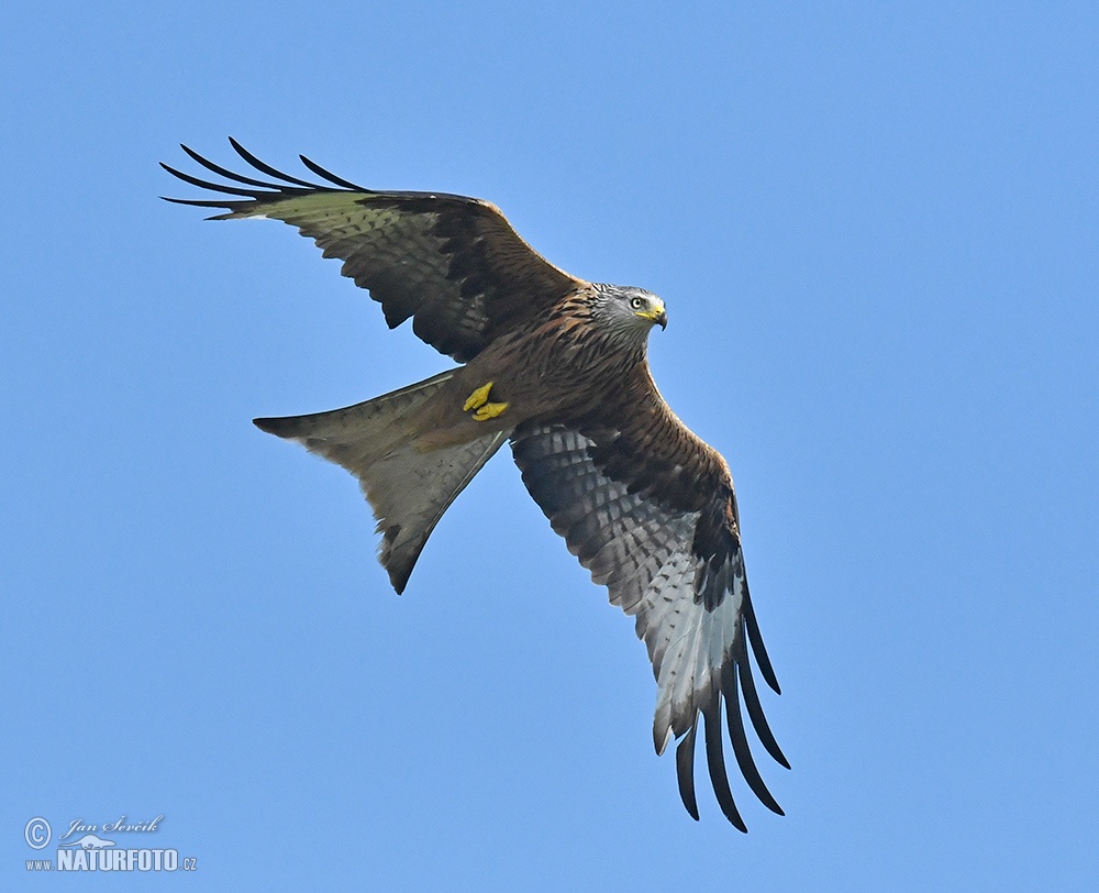 Red Kite Photos, Red Kite Images, Nature Wildlife Pictures | NaturePhoto