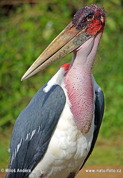 アフリカハゲコウ 写真