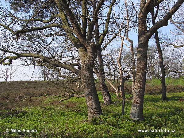 Галандыя, гістарычная вобласць