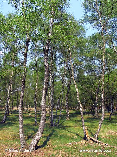 Галандыя, гістарычная вобласць