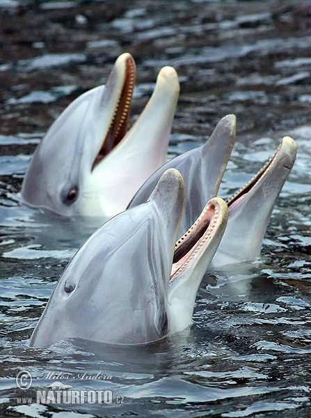 دلفين شائع قاروري الأنف