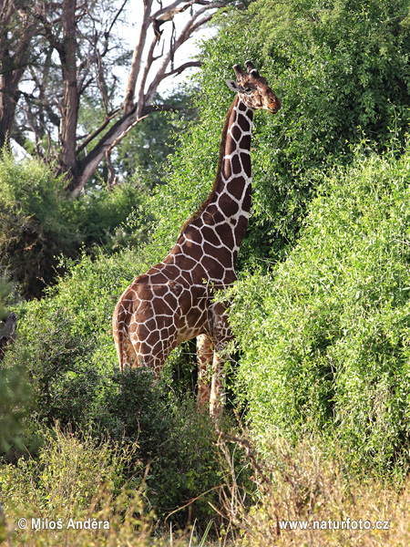 Мрежаста жирафа