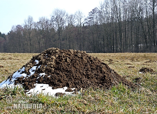 Кріт європейський