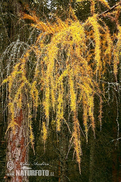 Европски ариш