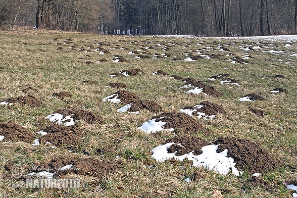 Европейский крот