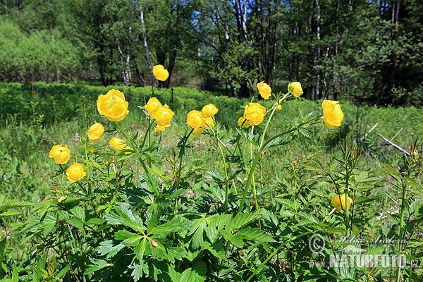 Купальниця європейська