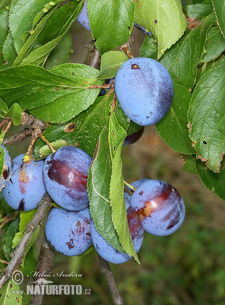 Сліва дамашняя