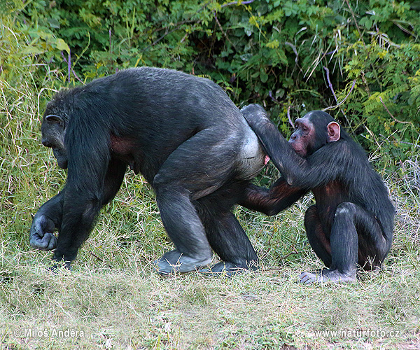 شامپانزه معمولی