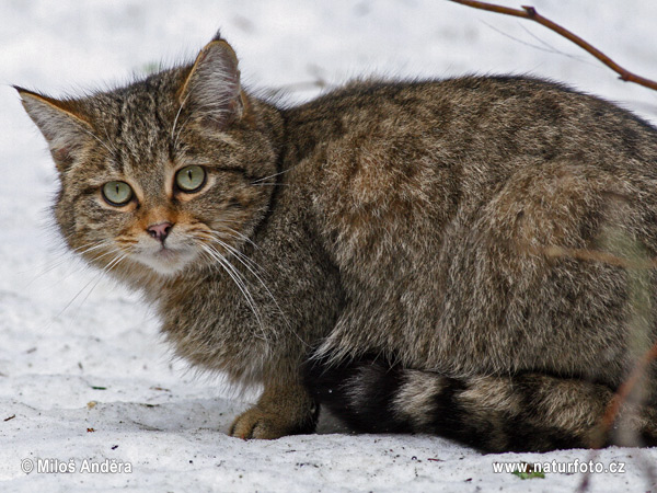 Дива котка